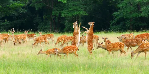 森工平山皇家鹿苑