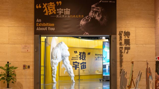 “猿”宇宙——灵长类家族的非凡世界