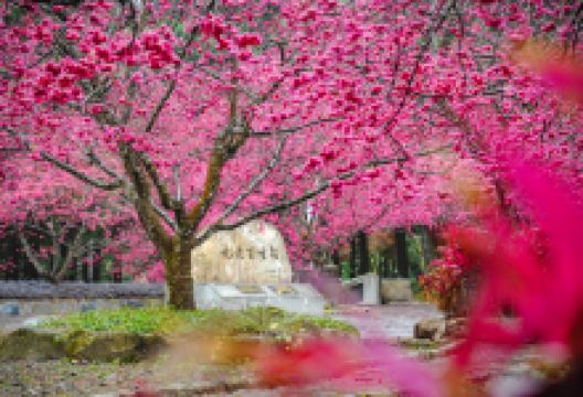 九族文化村景点图片
