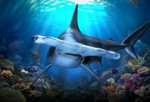 新加坡海洋生态馆景点图片