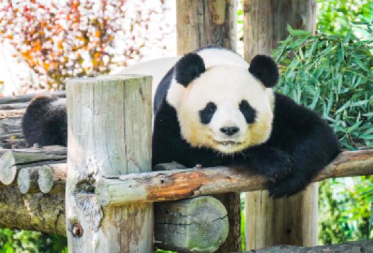 西霞口神雕山野生动物园+沉船+那香海一日游【纯玩|无购物】【山东知名品牌旅行社，品质保障，放心出行】