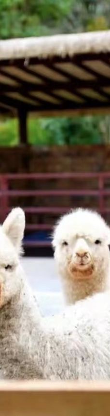 九龙瀑布群-罗平