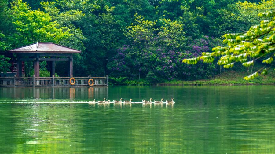 白江湖森林公园
