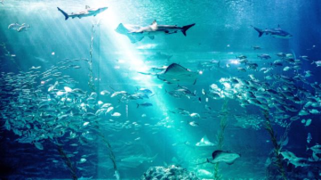 济州岛Aqua Planet水族馆