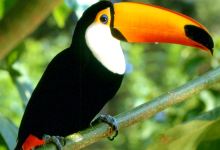 名护自然动植物园景点图片