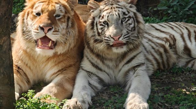 乐和乐都动物主题乐园