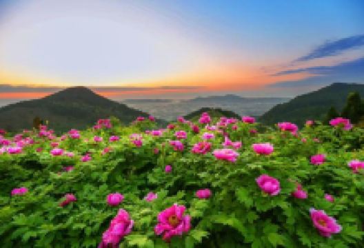 华夏牡丹园景点图片