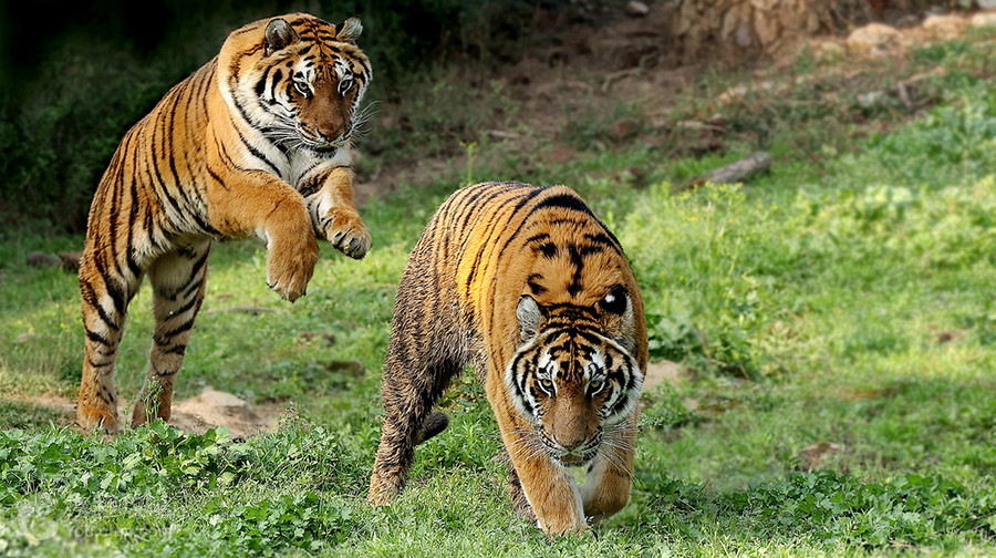 武漢九峰森林動物園