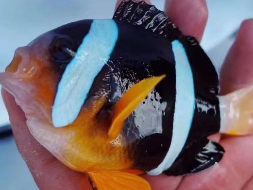 三亚澜海海钓俱乐部