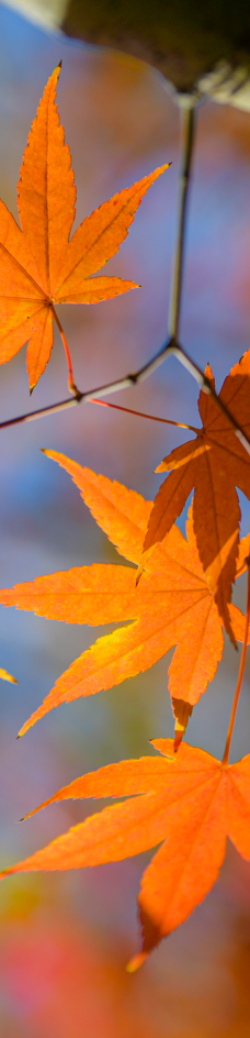 苏州中国花卉植物园-苏州
