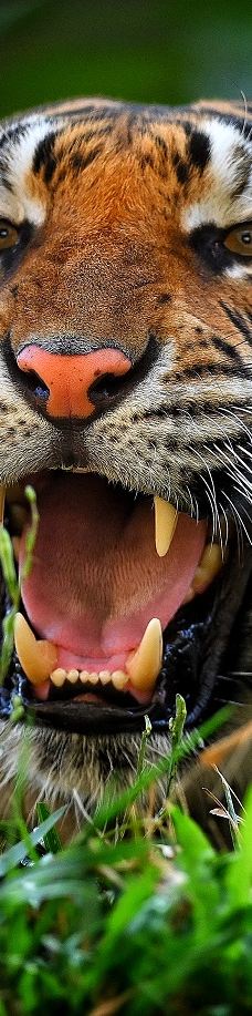 SAFARI LAGOI BINTAN-民丹岛