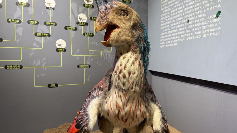 深圳恐龙馆