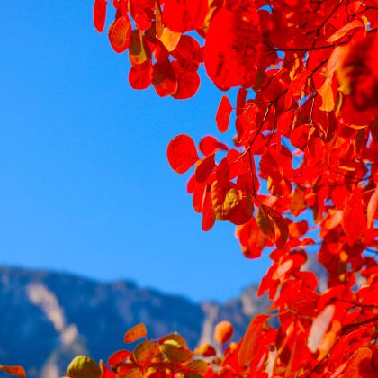 修武+云台山风景名胜区+焦作市云台山风景名胜区-红石峡+小寨沟景区-猕猴谷+泉瀑峡+茱萸峰-凤凰岭+茱萸峰+万善寺2日1晚私家团