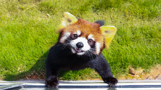 小熊猫森林公园