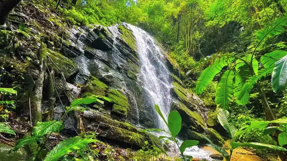 高黎貢山阿咪莫雨林景區