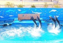 仙台海洋森林水族馆景点图片