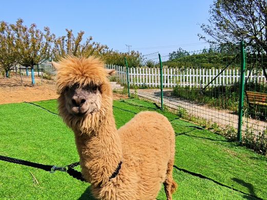 紫蓬山蔬乐园萌宠部落