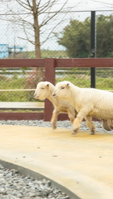 兰阳动植物王国-宜兰