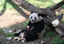 安吉竹博园景点图片