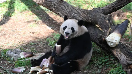 安吉竹博園