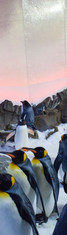 墨尔本水族馆-墨尔本