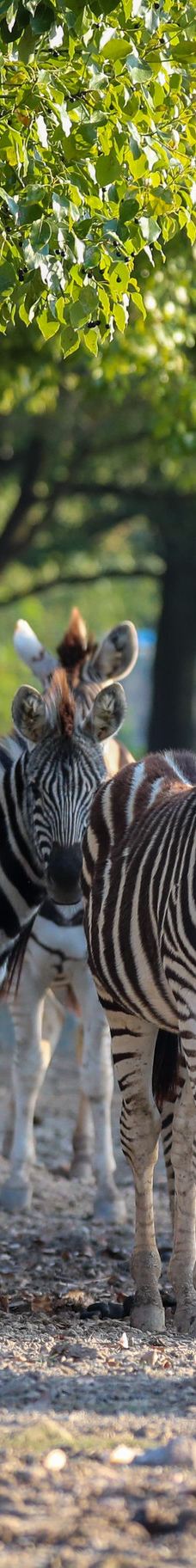 上海野生动物园-上海