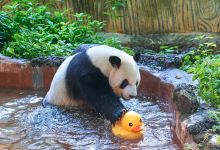 海南热带野生动植物园景点图片