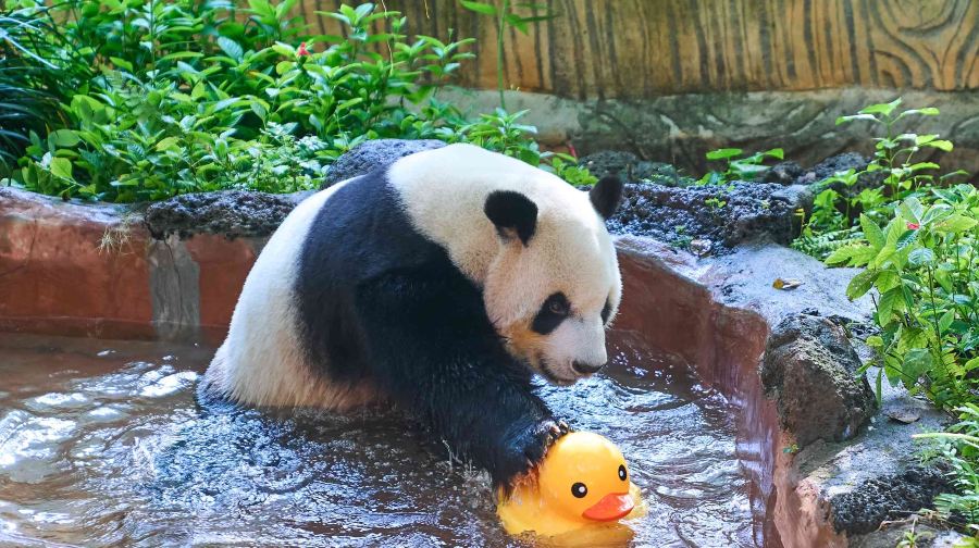 海南热带野生动植物园