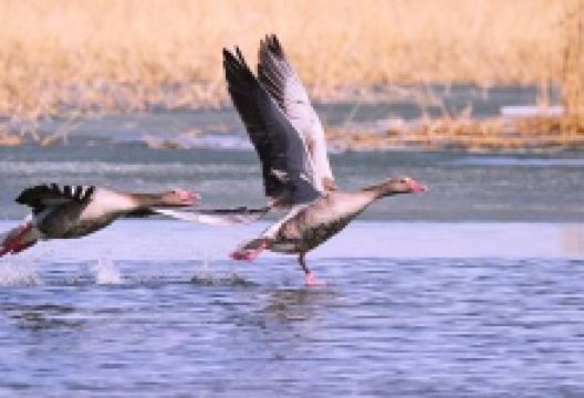 乌伦古湖(黄金海岸景区)景点图片