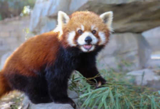 上海野生动物园景点图片