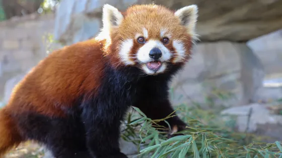 上海野生動物園