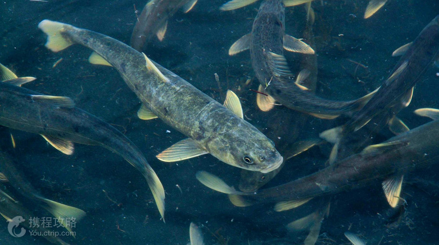 湟魚家園