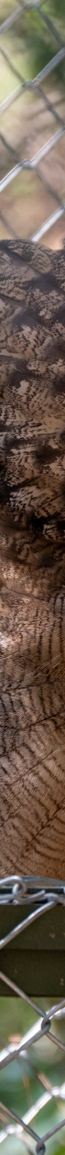 桐城动物园-桐城