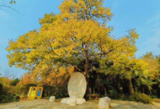 郑州黄河文化公园景点图片