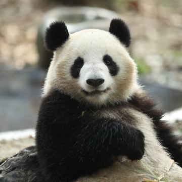 成都5日4晚自由行