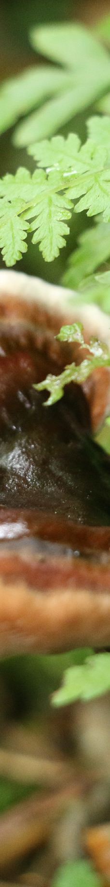 牛姆林生态旅游区-永春