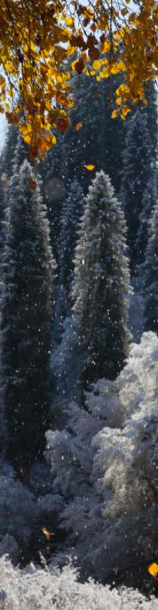 库尔德宁景区-巩留