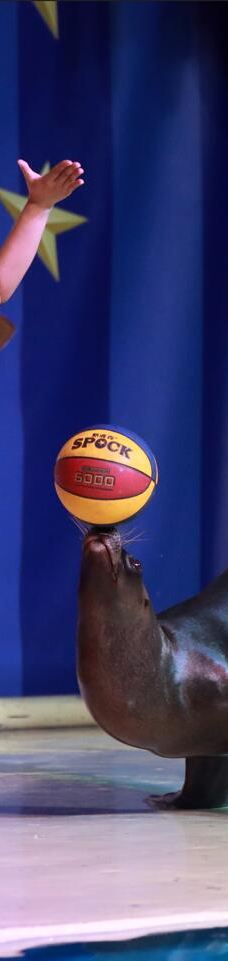 郑州海洋馆-郑州