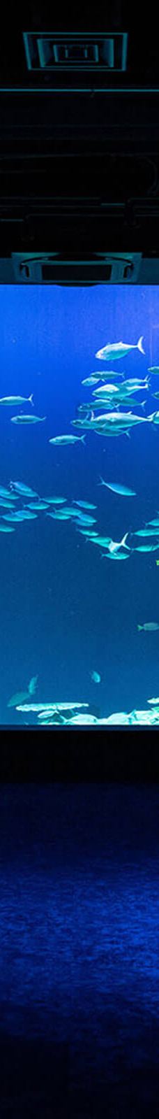 DMM Kariyushi水族馆-丰见城