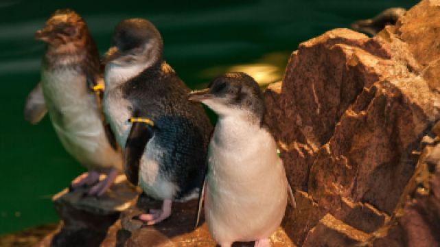 新英格兰水族馆