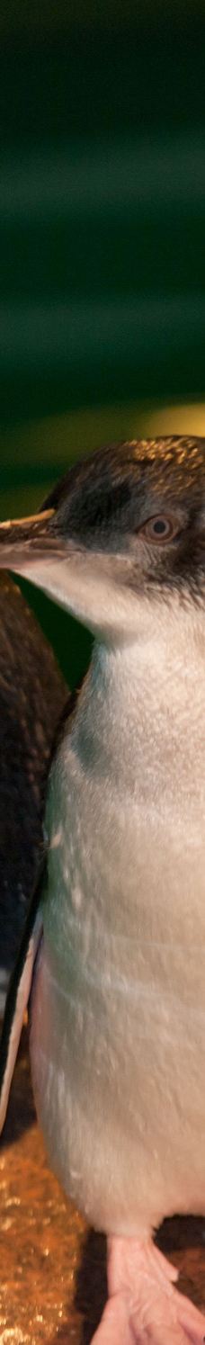 新英格兰水族馆-波士顿