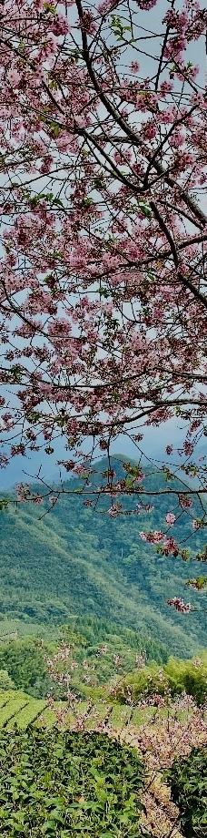 阿里山国家森林游乐区-嘉义县