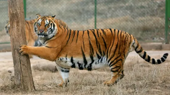 焦作市森林動物園