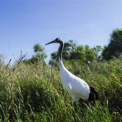东营+黄河口生态旅游区+东营幻太奇海洋馆+幻太奇海洋亲子主题公园+天宁寺+清风湖公园5日4晚私家团