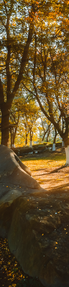 苏州中国花卉植物园-苏州