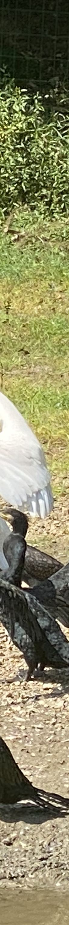 桐城动物园-桐城