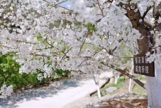 温州樱花园