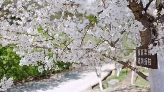温州櫻花園