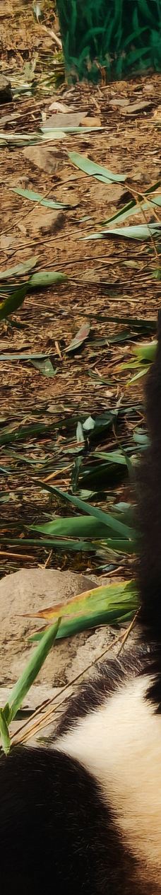 秦岭四宝科学公园-周至