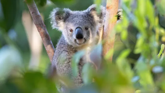 可倫賓野生動物保護區